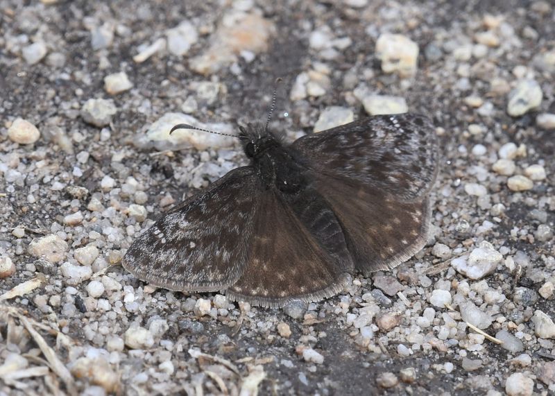 Persius Duskywing: Erynnis persius