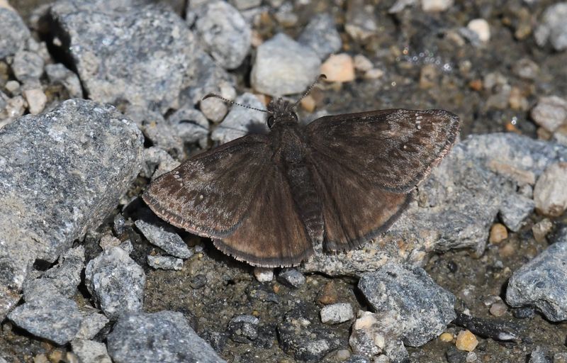Persius Duskywing: Erynnis persius