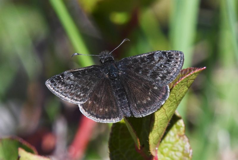 Persius Duskywing: Erynnis persius
