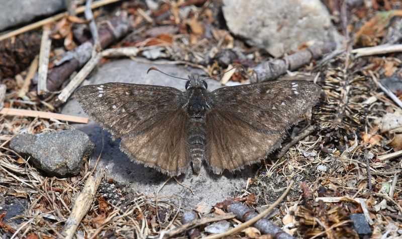 Propertius Duskywing: Erynnis propertius