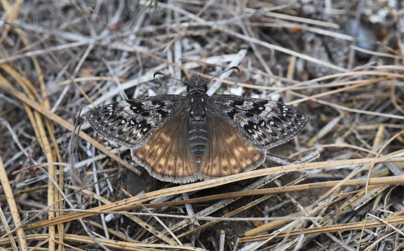 Propertius Duskywing: Erynnis propertius
