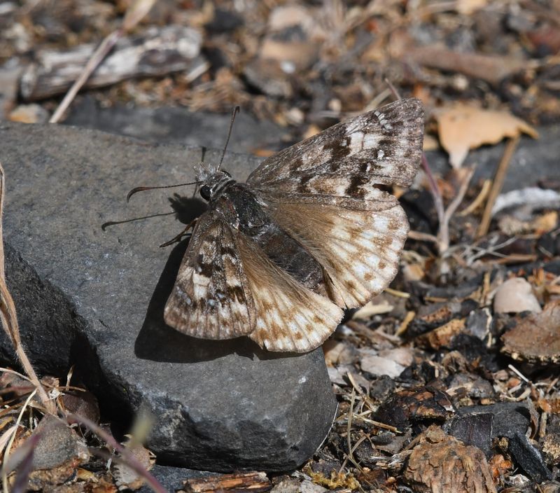Propertius Duskywing: Erynnis propertius