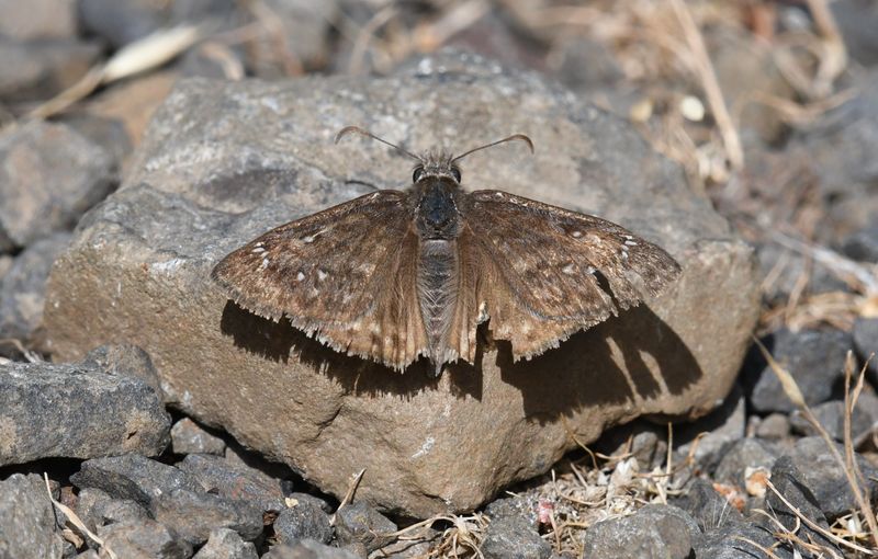 Propertius Duskywing: Erynnis propertius