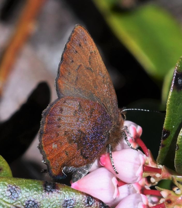 Brown Elfin: Callophrys augustinus
