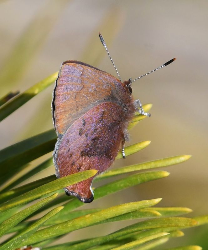 Brown Elfin: Callophrys augustinus