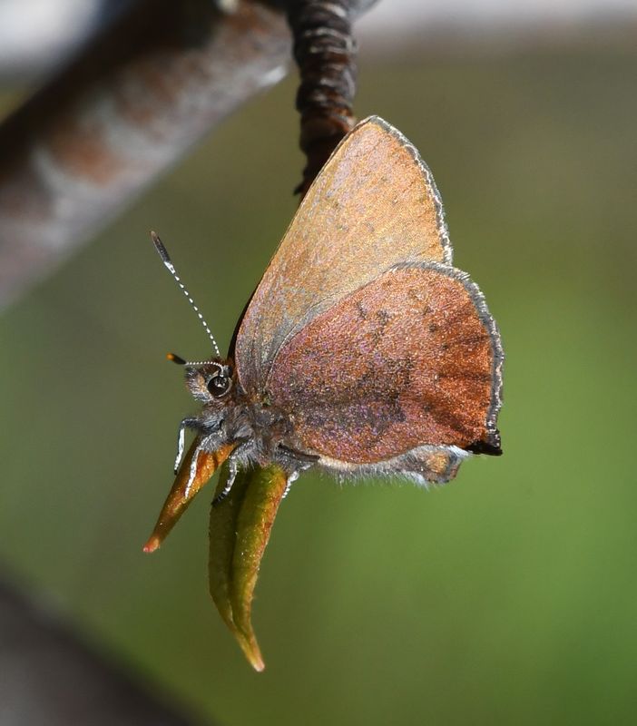 Brown Elfin: Callophrys augustinus