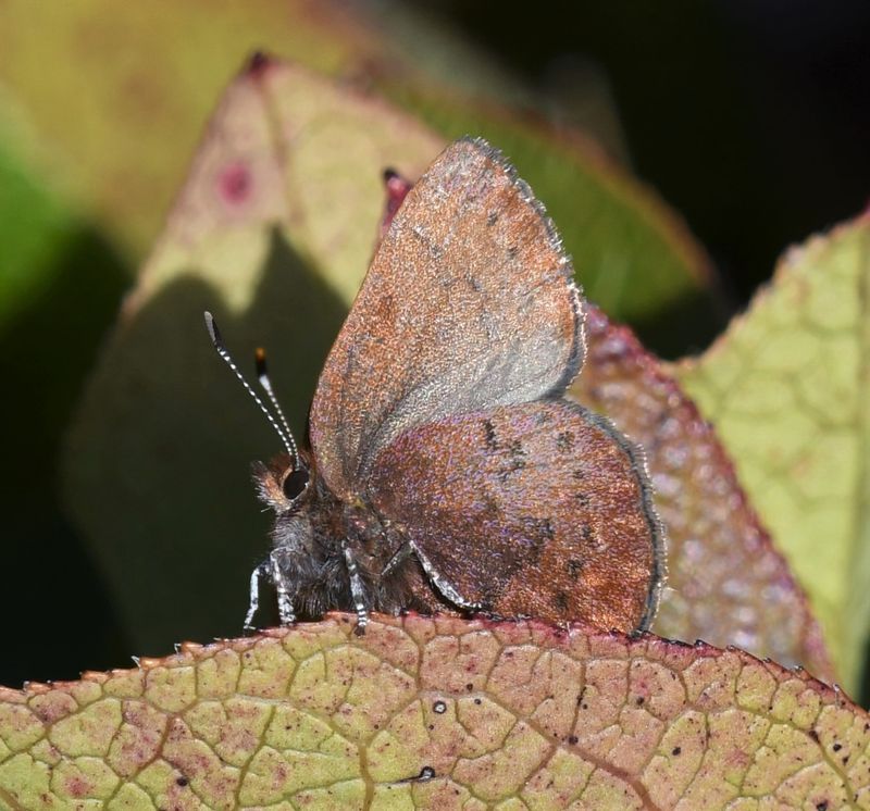 Brown Elfin: Callophrys augustinus