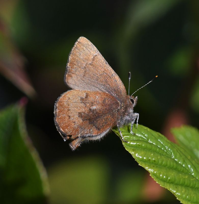Brown Elfin: Callophrys augustinus