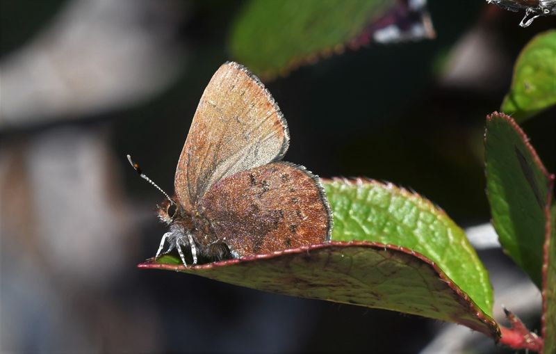 Brown Elfin: Callophrys augustinus