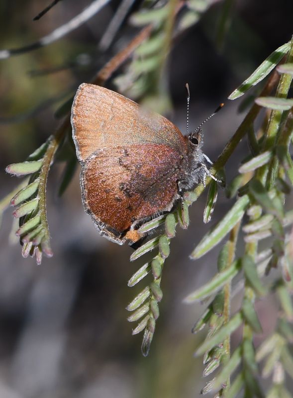 Brown Elfin: Callophrys augustinus