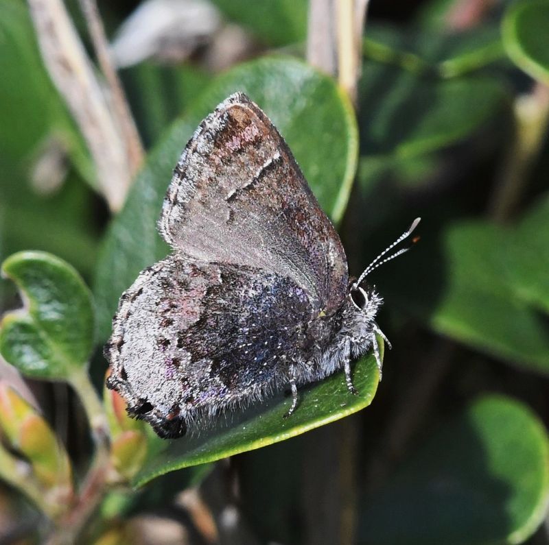 Hoary Elfin: Callophrys polios