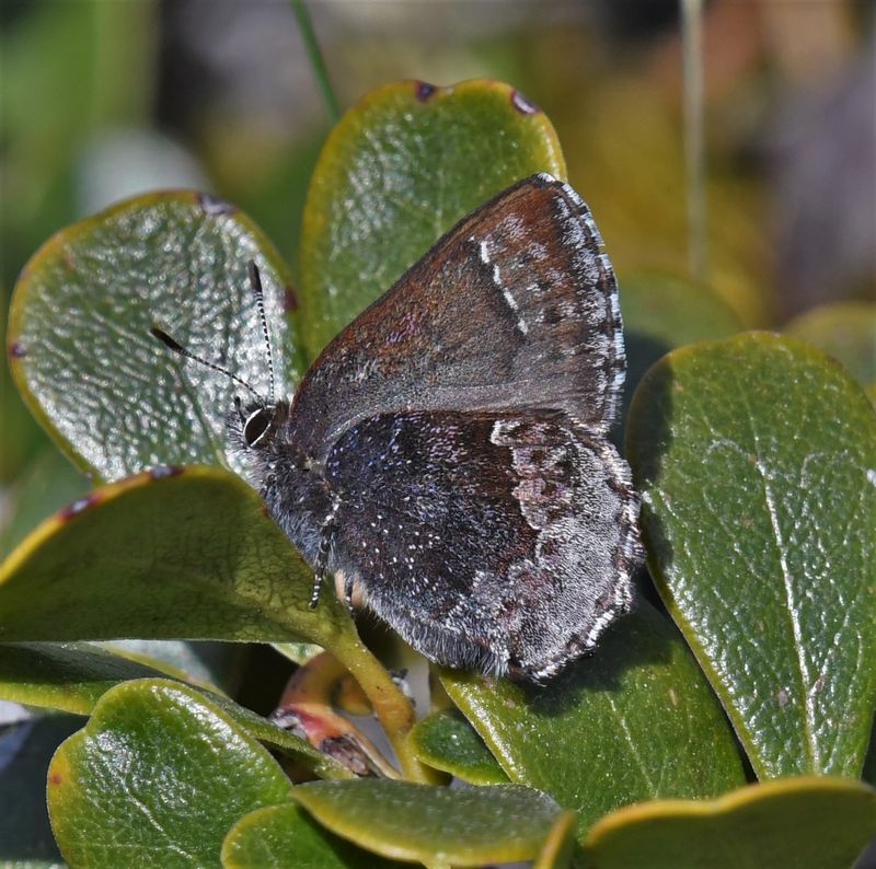 Hoary Elfin: Callophrys polios