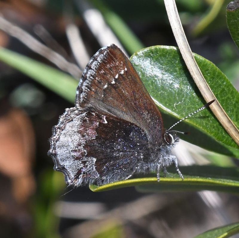 Hoary Elfin: Callophrys polios