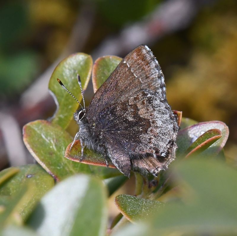 Hoary Elfin: Callophrys polios