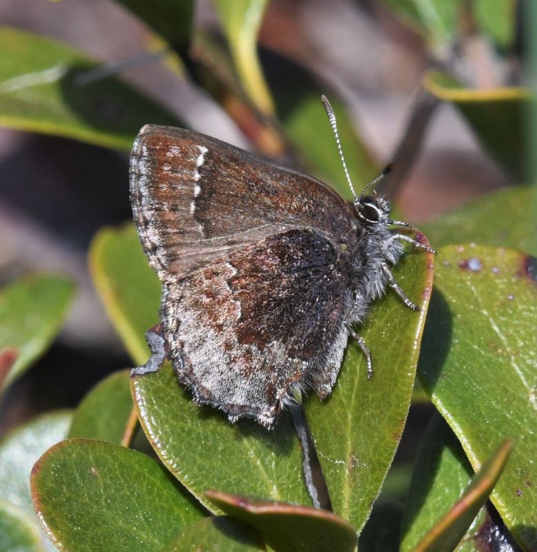 Hoary Elfin: Callophrys polios