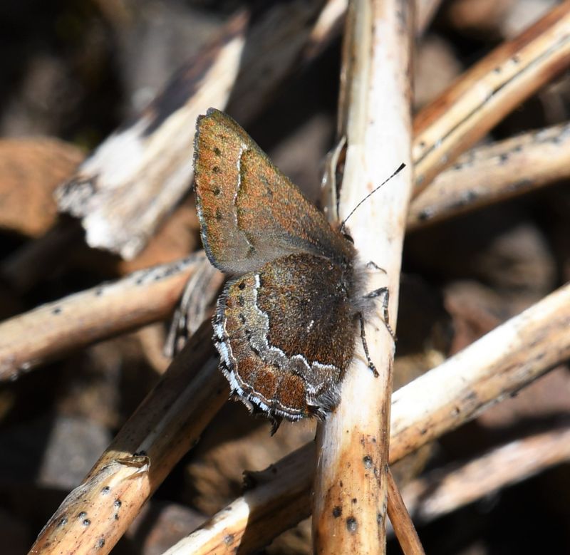 Moss's Elfin: Callophrys mossii