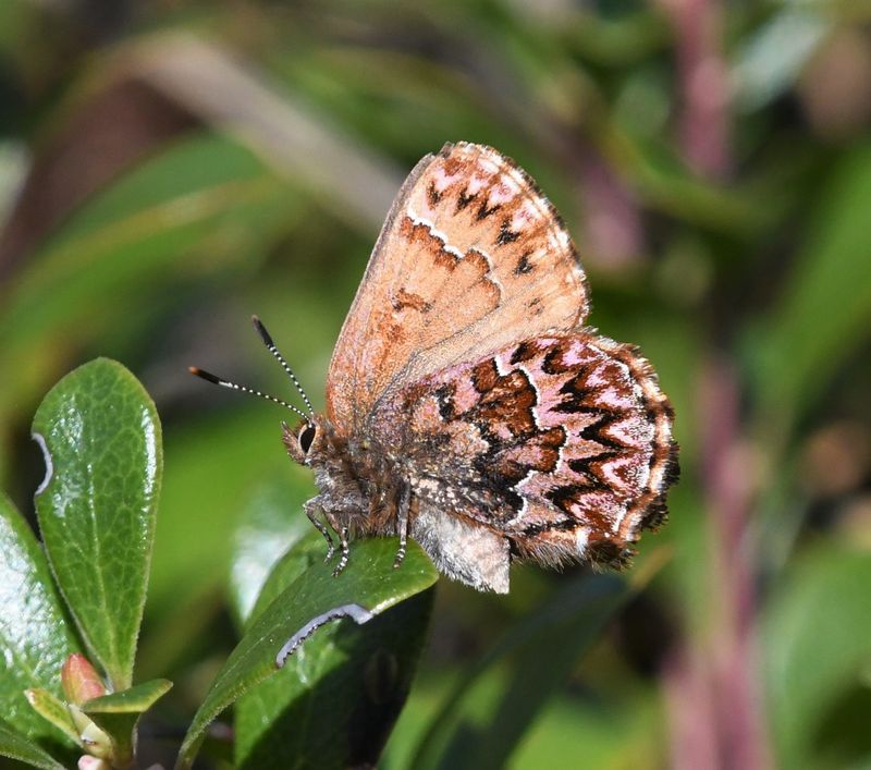 Western Pine Elfin: Callophrys eryphon