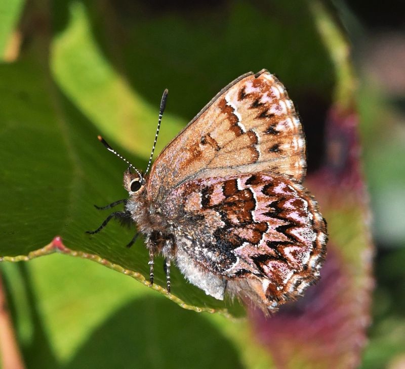 Western Pine Elfin: Callophrys eryphon