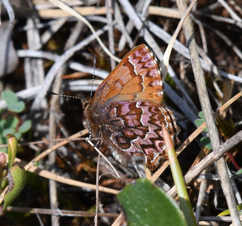 Western Pine Elfin: Callophrys eryphon