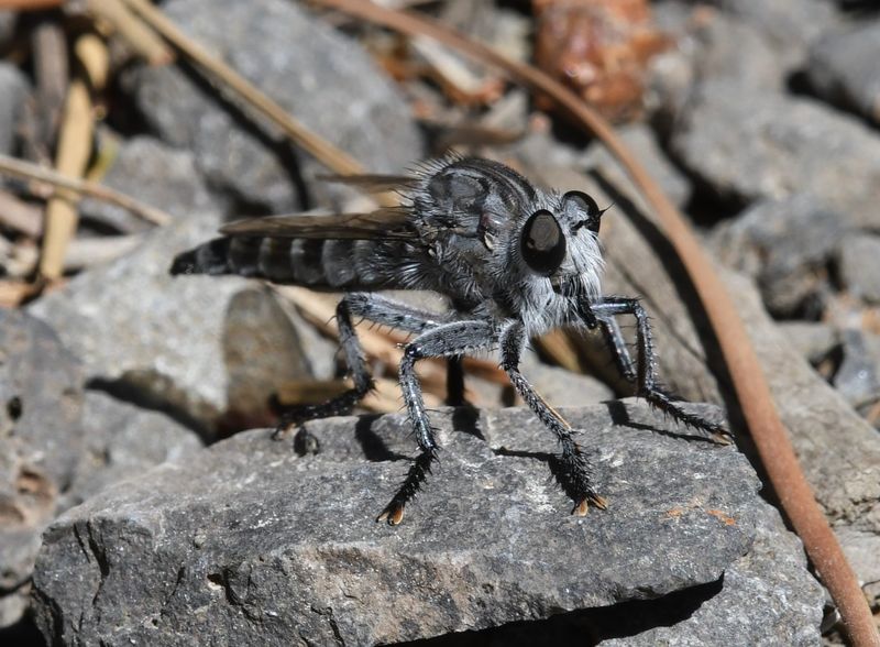 Fly