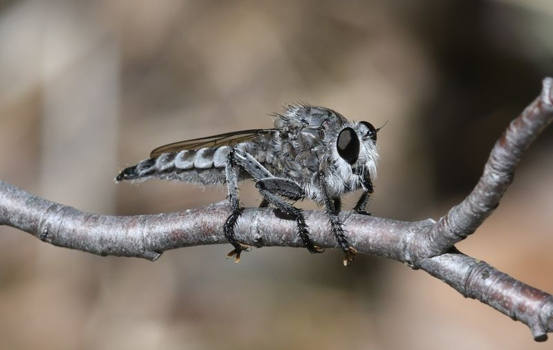 Fly