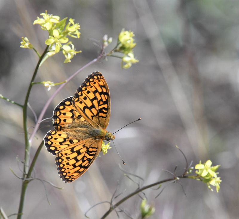 Callippe Fritillary: Speyeria callippe