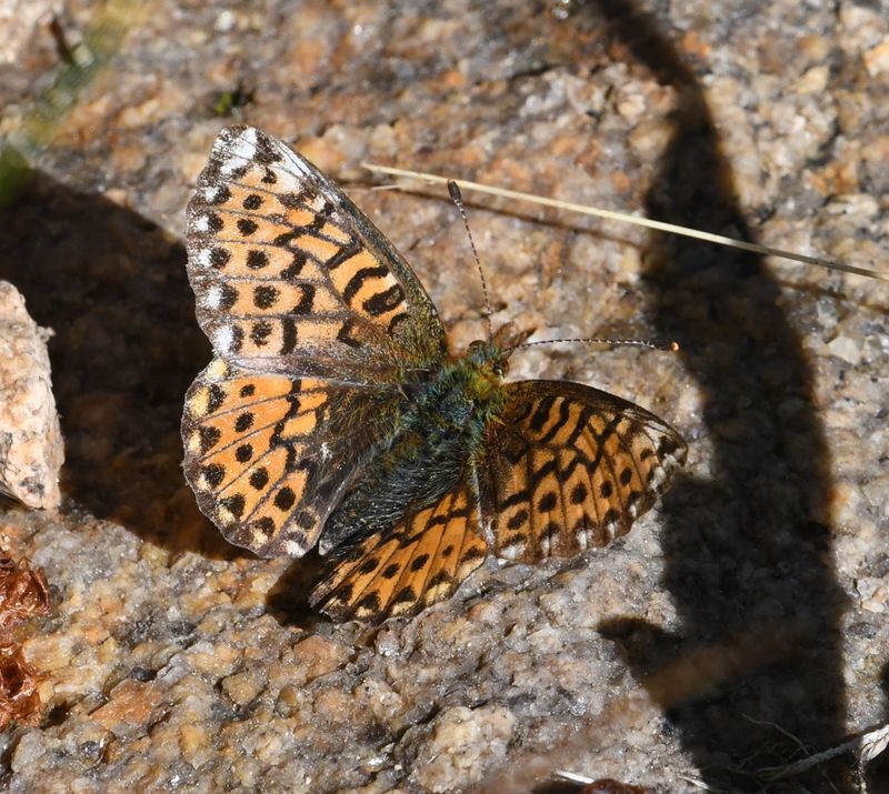 Arctic Fritillary: Boloria chariclea