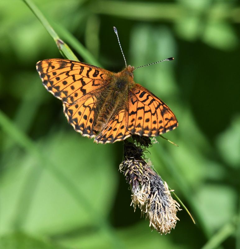 Arctic Fritillary: Boloria chariclea
