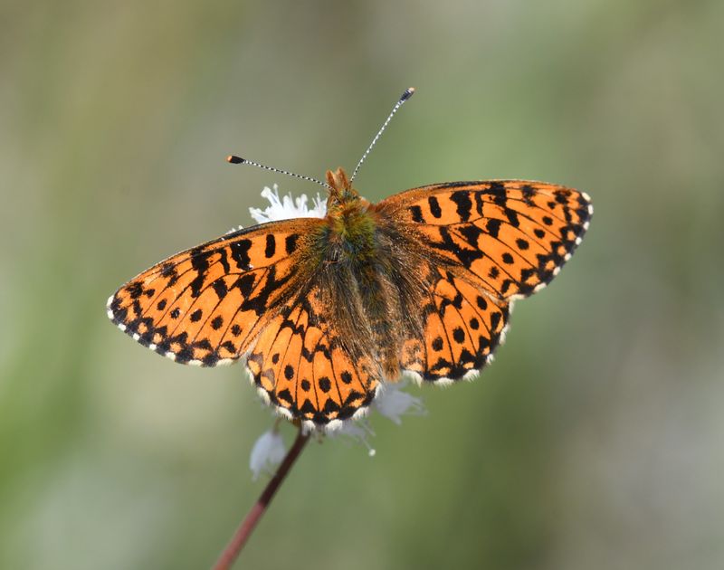Arctic Fritillary: Boloria chariclea