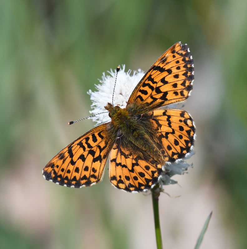 Arctic Fritillary: Boloria chariclea