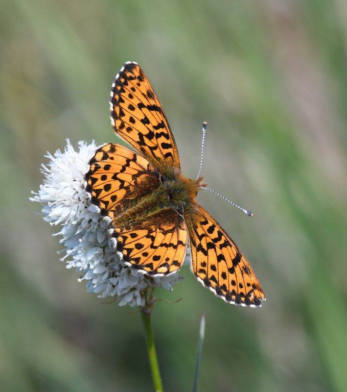 Arctic Fritillary: Boloria chariclea