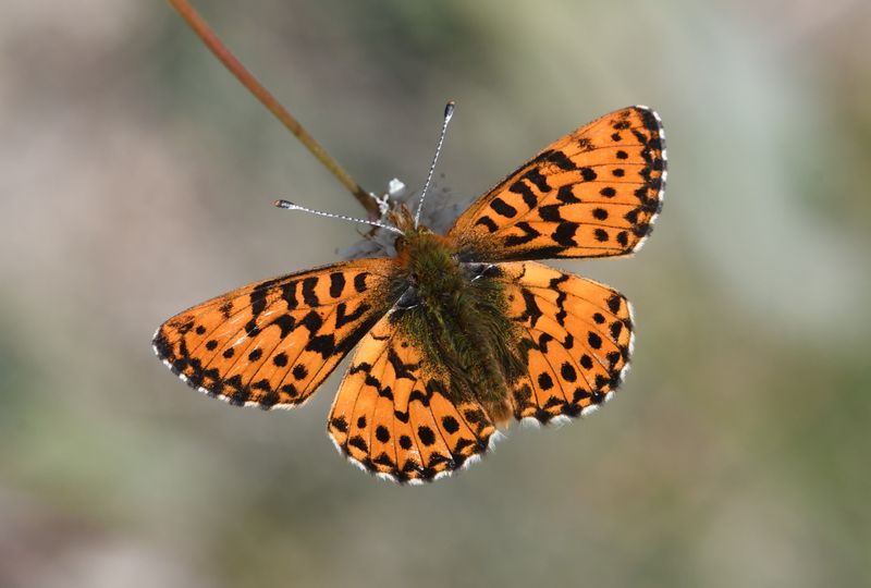 Arctic Fritillary: Boloria chariclea