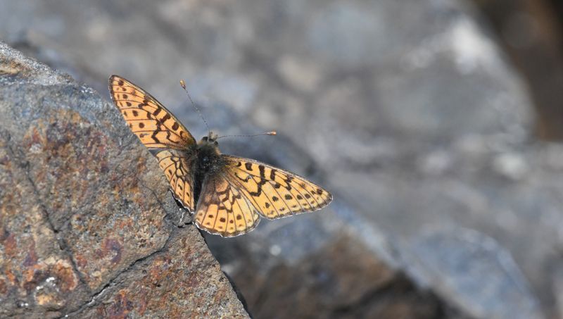 Astarte Fritillary: Boloria astarte
