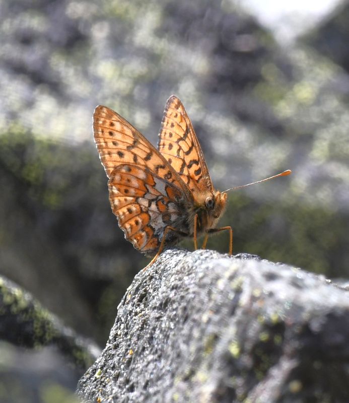 Astarte Fritillary: Boloria astarte