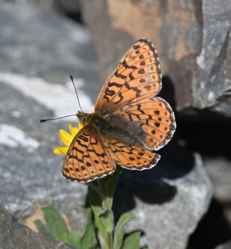 Astarte Fritillary: Boloria astarte
