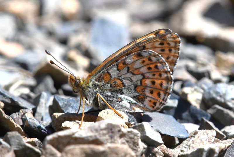 Astarte Fritillary: Boloria astarte