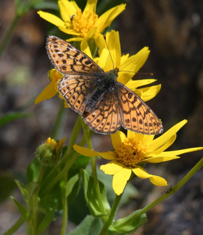 Astarte Fritillary: Boloria astarte