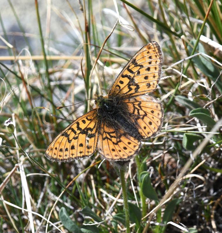 Astarte Fritillary: Boloria astarte