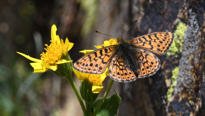 Astarte Fritillary: Boloria astarte