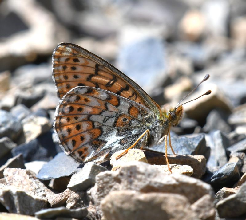 Astarte Fritillary: Boloria astarte