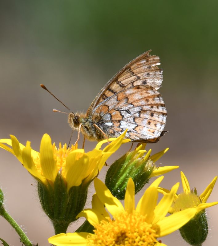 Astarte Fritillary: Boloria astarte