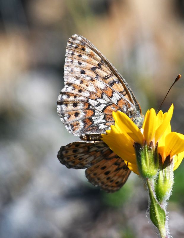 Astarte Fritillary: Boloria astarte