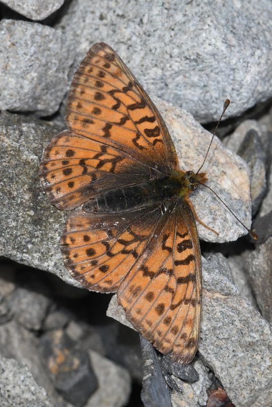 Astarte Fritillary: Boloria astarte