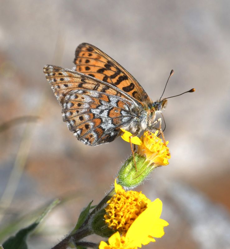 Astarte Fritillary: Boloria astarte