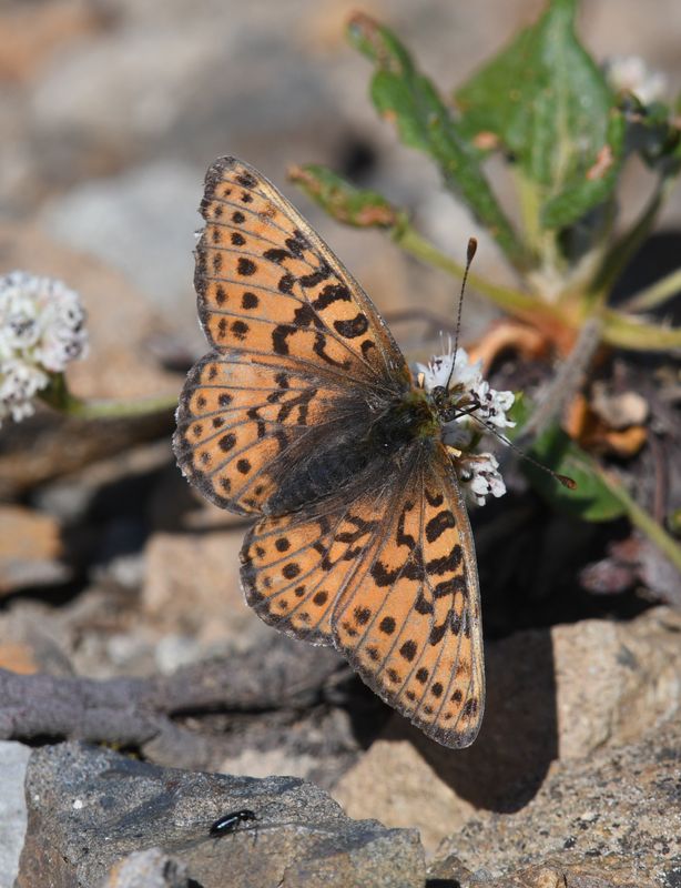 Astarte Fritillary: Boloria astarte