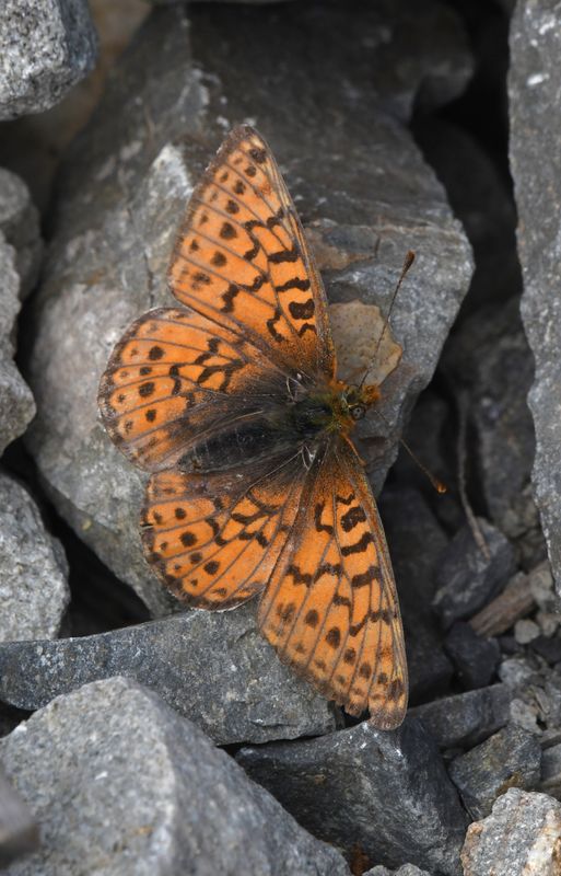 Astarte Fritillary: Boloria astarte