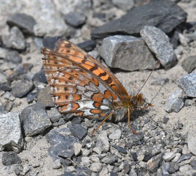 Astarte Fritillary: Boloria astarte