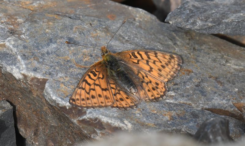 Astarte Fritillary: Boloria astarte