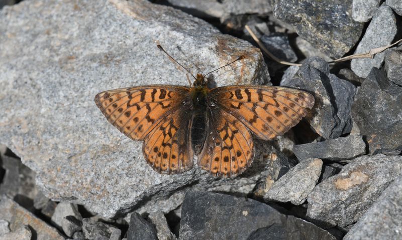Astarte Fritillary: Boloria astarte