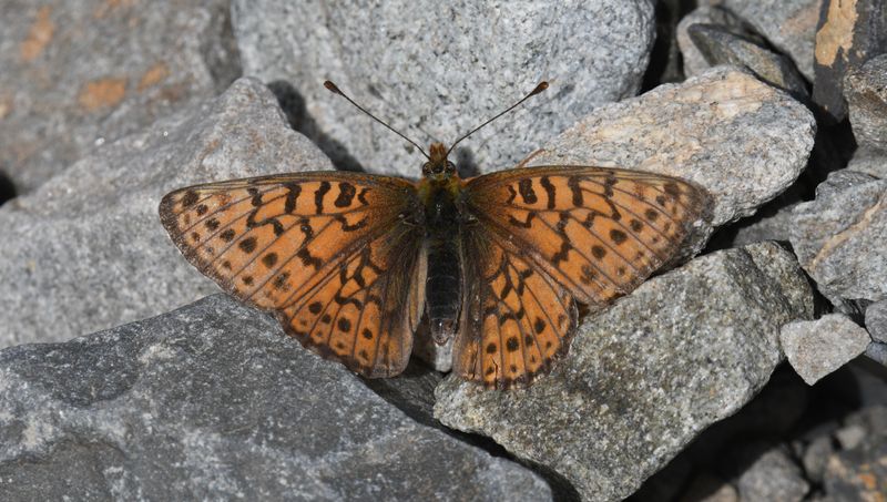 Astarte Fritillary: Boloria astarte
